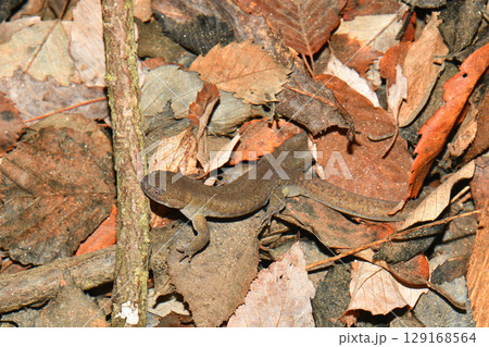 水中のクロサンショウウオ雄 水中のクロサンショウウオ雄 129168564