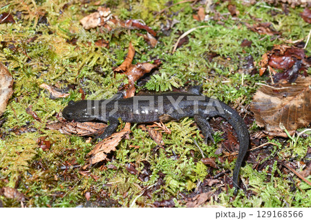 クロサンショウウオ雄 129168566