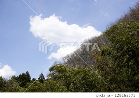 山里の斜面 新緑の樹々 青空と白い雲 山里の斜面 新緑の樹々 青空と白い雲 129168573