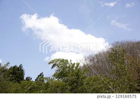 山里の斜面 新緑の樹々 青空と白い雲 山里の斜面 新緑の樹々 青空と白い雲 129168575