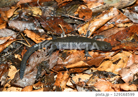 クロサンショウウオ雌 クロサンショウウオ雌 129168599