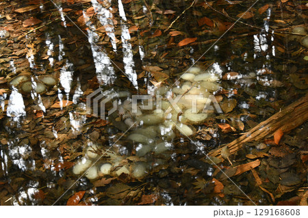 山間の池で見たクロサンショウウオの卵 129168608