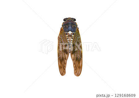 白い背景に佇む蝉 129168609