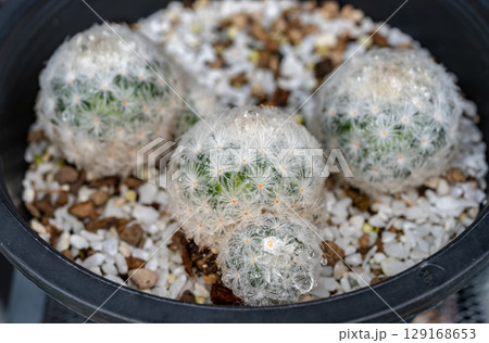 A pot of Mammillaria Plumosa cactus. Mammillaria are popular to grow as houseplants. Mammillaria plumosa (feather cactus) is a species of flowering plant in the family Cactaceae, native to Mexico. A pot of Mammillaria Plumosa cactus. Mammillaria are popular to grow as houseplants. Mammillaria plumosa (feather cactus) is a species of flowering plant in the family Cactaceae, native to Mexico. 129168653