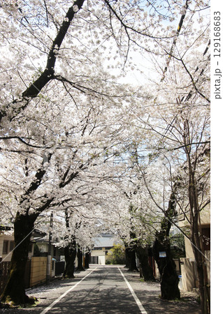 上北沢の桜並木 129168683