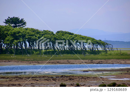 ナラワラ・原始林・自然保護公園(北海道・別海町) ナラワラ・原始林・自然保護公園(北海道・別海町) 129168689