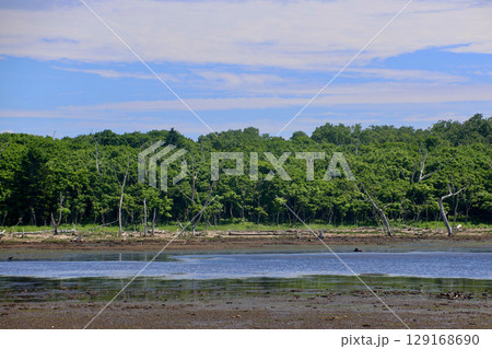 ナラワラ・原始林・自然保護公園(北海道・別海町) ナラワラ・原始林・自然保護公園(北海道・別海町) 129168690