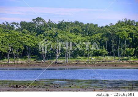 ナラワラ・原始林・自然保護公園(北海道・別海町) ナラワラ・原始林・自然保護公園(北海道・別海町) 129168691