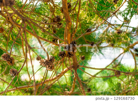 Pine Tree with needles and Pine Cone. Pine tree branch with cones in spring Pine Tree with needles and Pine Cone. Pine tree branch with cones in spring 129168730