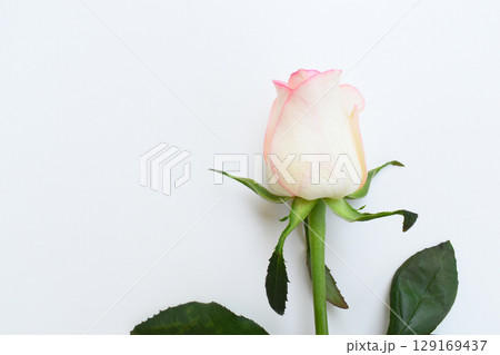 beautiful pink rose flower isolated on white background, valentine day 129169437