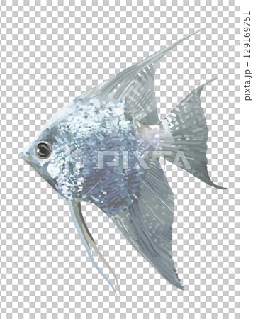 神仙魚(白金) 神仙魚(白金) 129169751