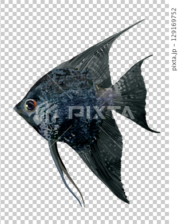 Angelfish (black) Angelfish (black) 129169752