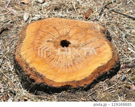 伐採されたソメイヨシノの木の切り株 伐採されたソメイヨシノの木の切り株 129169885