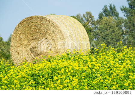 牧草ロールとキガラシのある北海道らしい風景 牧草ロールとキガラシのある北海道らしい風景 129169893