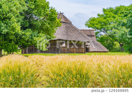 【佐賀県 】吉野ヶ里遺跡　黄金色になった麦畑と遺跡群 129169895