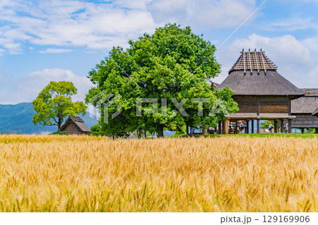 【佐賀県 】吉野ヶ里遺跡　黄金色になった麦畑と遺跡群 129169906