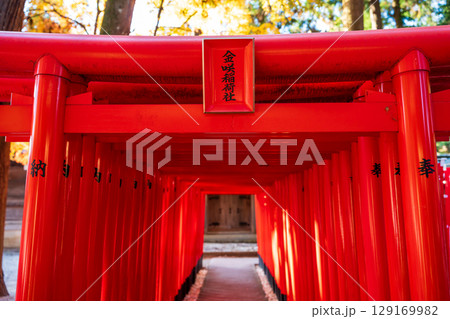 多賀大社の摂社、赤い鳥居が並ぶ金咲稲荷神社。多賀町、滋賀県、日本 129169982