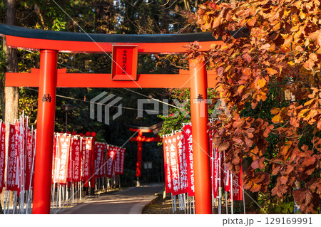 多賀大社の摂社、赤い鳥居と幟が並ぶ金咲稲荷神社。多賀町、滋賀県、日本 129169991