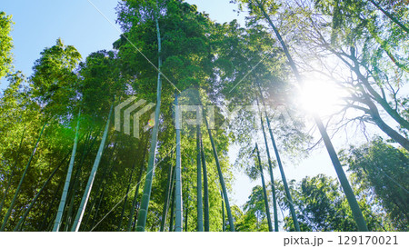 高く伸びる竹林の間から太陽の光が差し込む神秘的な風景 129170021