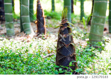 青々とした竹林の中で、地面から力強く顔を出す成長途中のタケノコ 129170183