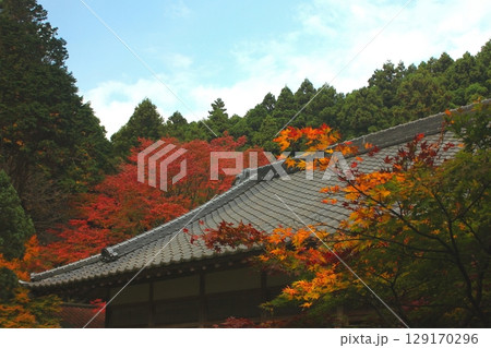 雷山千如寺大悲王院　紅葉 129170296