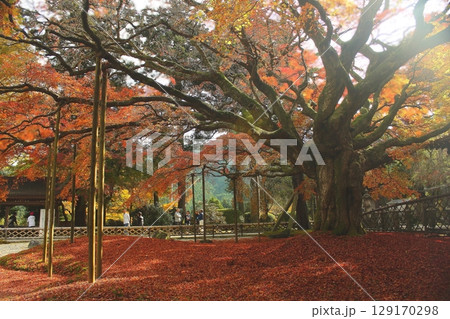 雷山千如寺大悲王院　紅葉 129170298