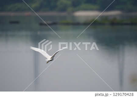 白鷺 白鷺 129170428