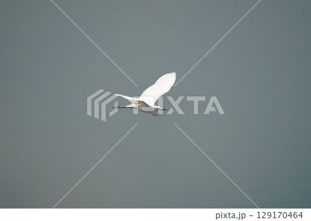 白鷺 129170464