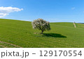 Blooming tree on the green wheat field. Hilly landscape. 129170554