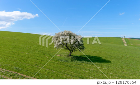 Blooming tree on the green wheat field. Hilly landscape. Blooming tree on the green wheat field. Hilly landscape. 129170554