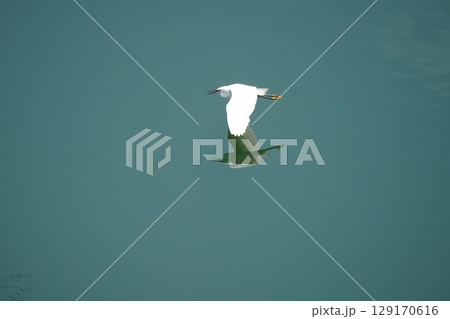 水面を飛ぶ白鳥 水面を飛ぶ白鳥 129170616