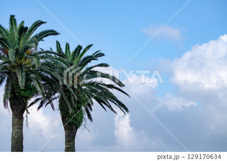 南国の空に伸びるヤシの木 129170634