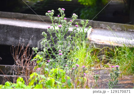 胞子で繁殖するアメリカオニアザミは痩せ地でも生育する 129170871
