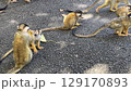 信頼感に溢れるリスザルの親子 129170893