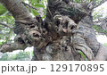 石垣島の禍々しい悪魔ツリー 129170895