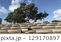 石垣島まったり猫と巨大樹木 129170897