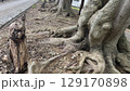 石垣島モンスターツリー 129170898