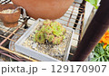 木箱でスクスクと育つ多肉植物 129170907