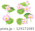 蓮の花のイラスト　水彩画風手描きのハスの花　水蓮 129171085