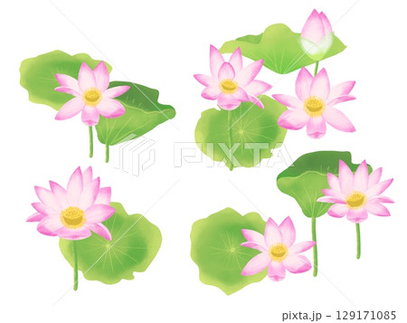 蓮の花のイラスト 水彩画風手描きのハスの花 水蓮 蓮の花のイラスト 水彩画風手描きのハスの花 水蓮 129171085