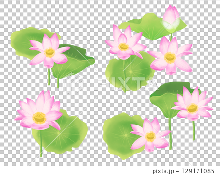 蓮花插畫，水彩風格手繪蓮花，睡蓮 129171085
