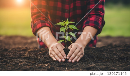 young plant in the morning light young plant in the morning light 129171143