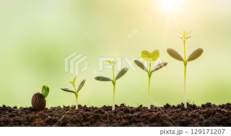 green seedlings in new life concept 129171207