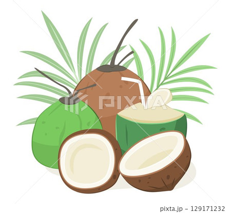 Fresh Coconuts with Coconut Leaves for Tropical Fruit Concept Illustration Clip Art Fresh Coconuts with Coconut Leaves for Tropical Fruit Concept Illustration Clip Art 129171232