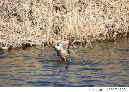 羽をひろげてバタバタいるカルガモ 129171495
