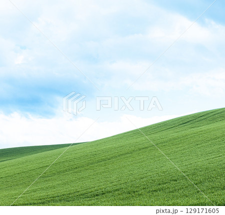 麦畑が広がる爽やかな北海道の夏の風景 129171605