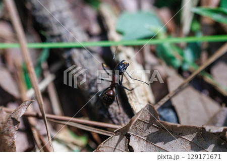 落ち葉の間を行き交うムネアカオオアリ 落ち葉の間を行き交うムネアカオオアリ 129171671
