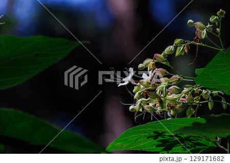 森に咲く白いクサギの花 森に咲く白いクサギの花 129171682