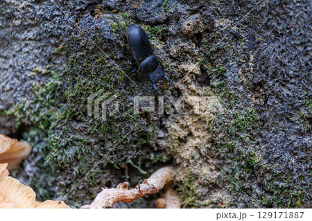 樹液に集まるコクワガタ 129171887