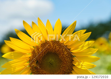 青空に映える向日葵の花 129172010